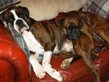 Drynachan Bed & Breakfast Inverness Luaran gambar